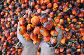 Aceite de palma: el veneno de cada día, también en los piensos para el ganado