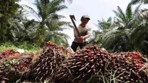 Ecocidio en Indonesia para producir aceite de palma
