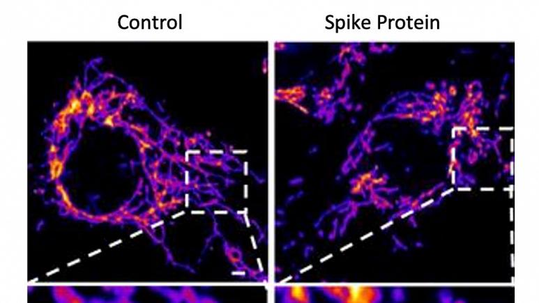 Es una realidad: Mediante proteínas como la Spike se puede alterar el ADN