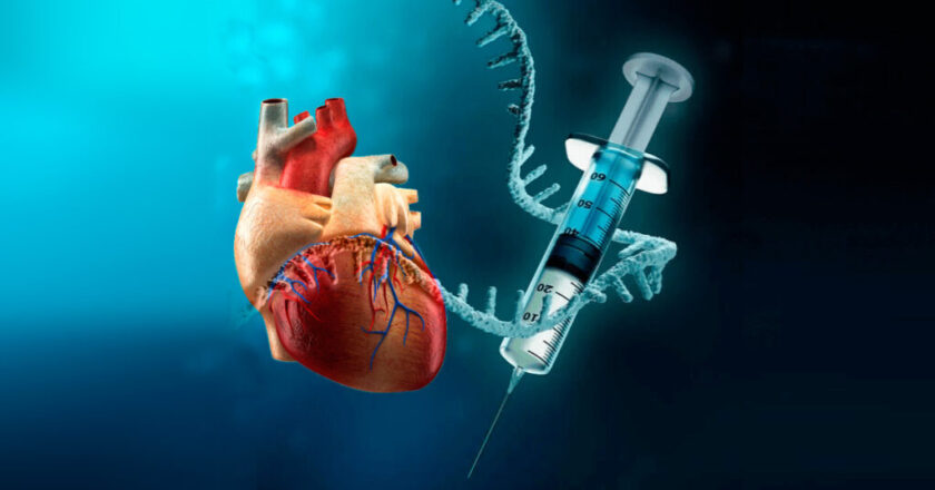 Nuevos estudios, revisados por expertos, aportan pruebas de que timo vacunas de ARNm dañan el corazón