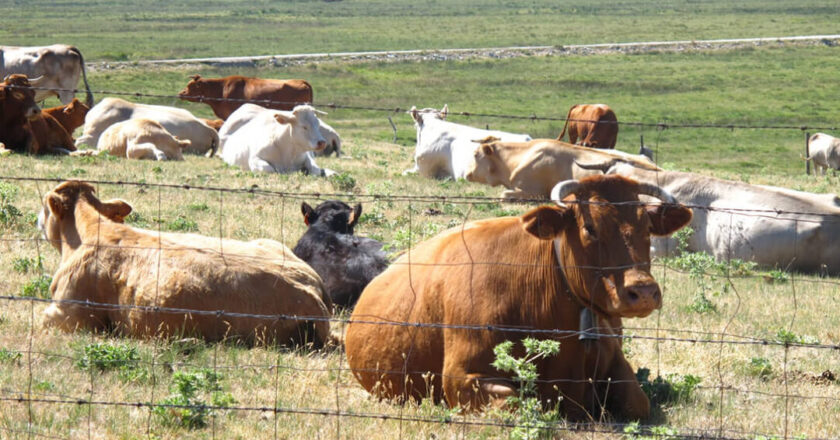 SOS: Llegan las vacunas de ARNm para ganado y animales de compañía