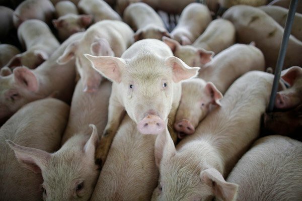 La compañía de carne de cerdo más grande de los EE. UU. cierra la planta de California debido a los altos costos