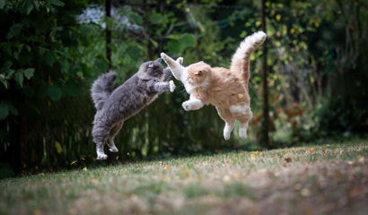 Moderna y Pfizer: ¡pelea de gatos!