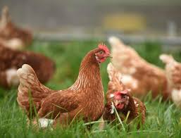 5 estudios revisados ​​por pares muestran que las yemas de huevo de gallina «inmunizadas» detienen las infecciones virales