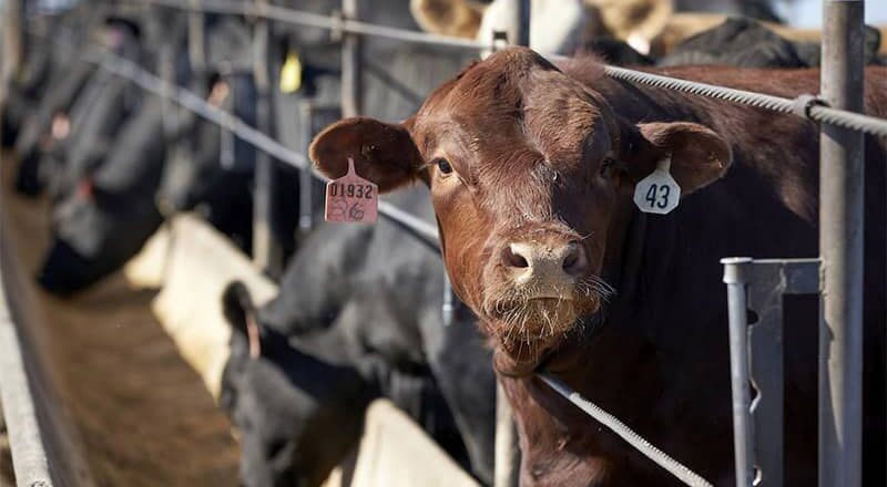 USA: El ARNm llegará este mes a vacas y cerdos