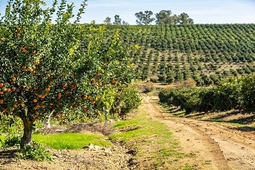 «Ustedes, agricultores, deben desaparecer, porque interfieren en sus dementes planes ideológicos»