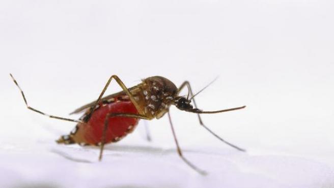 Una empresa de Bill Gates suelta miles de mosquitos modificados genéticamente